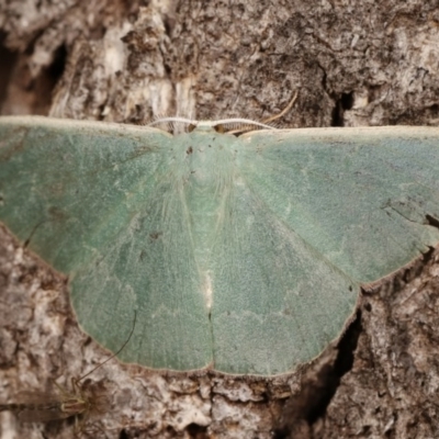Prasinocyma semicrocea (Common Gum Emerald moth) at Goorooyarroo NR (ACT) - 6 Nov 2020 by kasiaaus