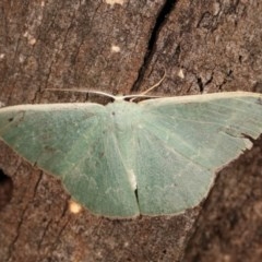 Prasinocyma semicrocea at Forde, ACT - 6 Nov 2020