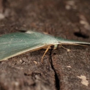 Prasinocyma semicrocea at Forde, ACT - 6 Nov 2020