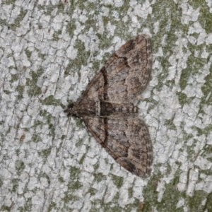 Phrissogonus laticostata at Forde, ACT - 6 Nov 2020