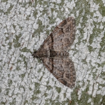 Phrissogonus laticostata (Apple looper moth) at Goorooyarroo NR (ACT) - 6 Nov 2020 by kasiaaus