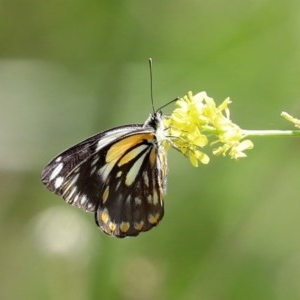 Belenois java at Bonython, ACT - 8 Nov 2020