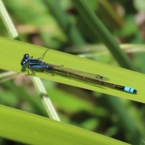 Ischnura heterosticta at Bonython, ACT - 8 Nov 2020