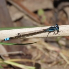 Ischnura heterosticta at Bonython, ACT - 8 Nov 2020