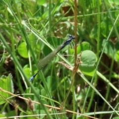 Ischnura heterosticta at Bonython, ACT - 8 Nov 2020