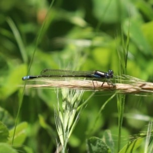 Ischnura heterosticta at Bonython, ACT - 8 Nov 2020