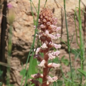 Orobanche minor at Bonython, ACT - 8 Nov 2020 12:57 PM