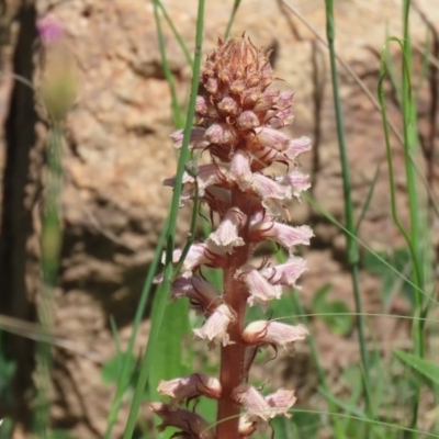 Orobanche minor (Broomrape) at Bonython, ACT - 8 Nov 2020 by RodDeb