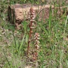 Orobanche minor at Bonython, ACT - 8 Nov 2020 12:57 PM