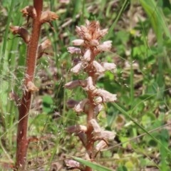 Orobanche minor at Bonython, ACT - 8 Nov 2020 12:57 PM