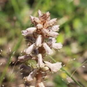 Orobanche minor at Bonython, ACT - 8 Nov 2020 12:57 PM