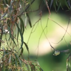 Smicrornis brevirostris at Bonython, ACT - 8 Nov 2020