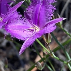 Thysanotus tuberosus subsp. tuberosus at Burra, NSW - 7 Nov 2020 05:20 PM