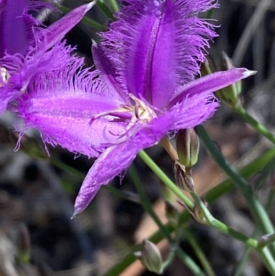 Thysanotus tuberosus subsp. tuberosus (Common Fringe-lily) at Burra, NSW - 7 Nov 2020 by Safarigirl