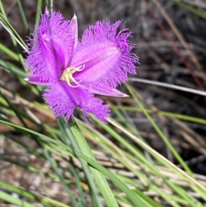 Thysanotus tuberosus subsp. tuberosus at Burra, NSW - 7 Nov 2020 05:20 PM