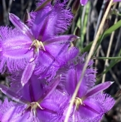 Thysanotus tuberosus subsp. tuberosus at Burra, NSW - 7 Nov 2020 05:20 PM