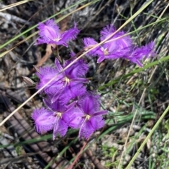 Thysanotus tuberosus subsp. tuberosus at Burra, NSW - 7 Nov 2020