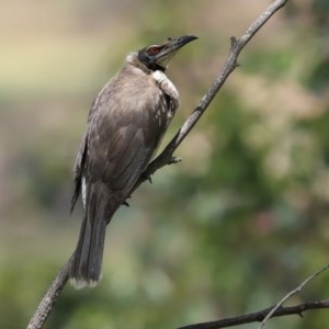 Philemon corniculatus at Bonython, ACT - 8 Nov 2020 12:44 PM