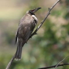 Philemon corniculatus (Noisy Friarbird) at Bonython, ACT - 8 Nov 2020 by RodDeb