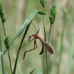 Harpobittacus australis (Hangingfly) at Bonython, ACT - 8 Nov 2020 by RodDeb