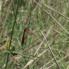 Harpobittacus australis at Bonython, ACT - 8 Nov 2020 12:48 PM