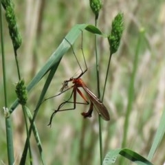 Harpobittacus australis at Bonython, ACT - 8 Nov 2020