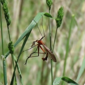 Harpobittacus australis at Bonython, ACT - 8 Nov 2020 12:48 PM