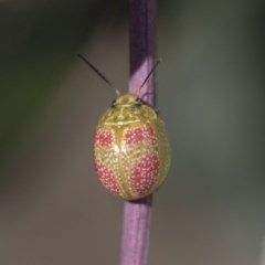 Paropsisterna fastidiosa (Eucalyptus leaf beetle) at Forde, ACT - 7 Nov 2020 by AlisonMilton