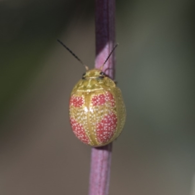 Paropsisterna fastidiosa (Eucalyptus leaf beetle) at Goorooyarroo NR (ACT) - 7 Nov 2020 by AlisonMilton