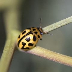 Peltoschema oceanica (Oceanica leaf beetle) at Forde, ACT - 6 Nov 2020 by AlisonMilton