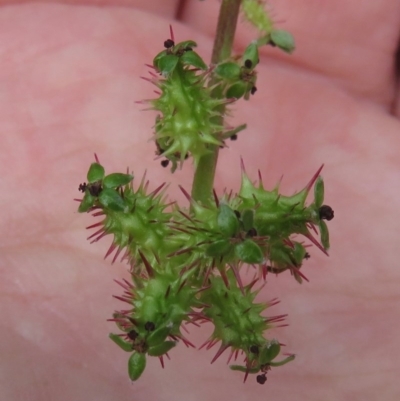 Acaena x ovina (Sheep's Burr) at Red Hill Nature Reserve - 31 Oct 2020 by RobParnell