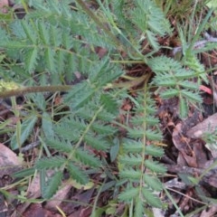 Acaena x ovina at Red Hill, ACT - 1 Nov 2020 09:24 AM