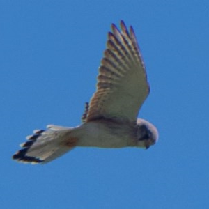 Falco cenchroides at Garran, ACT - 7 Nov 2020 09:11 AM