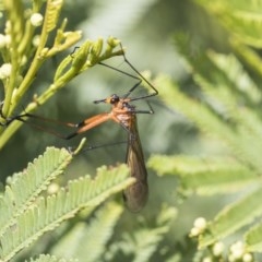 Harpobittacus australis (Hangingfly) at Forde, ACT - 7 Nov 2020 by AlisonMilton