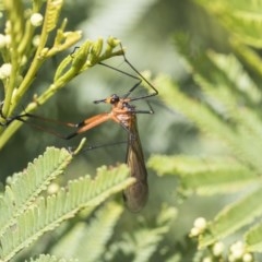 Harpobittacus australis (Hangingfly) at Goorooyarroo NR (ACT) - 6 Nov 2020 by AlisonMilton