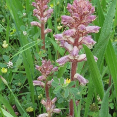 Orobanche minor (Broomrape) at Red Hill Nature Reserve - 31 Oct 2020 by RobParnell