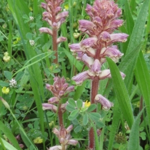 Orobanche minor at Red Hill, ACT - 1 Nov 2020