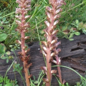 Orobanche minor at Red Hill, ACT - 1 Nov 2020