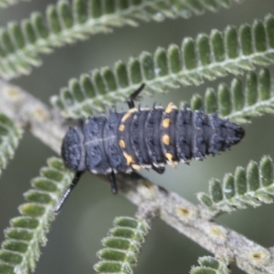 Harmonia conformis (Common Spotted Ladybird) at Goorooyarroo NR (ACT) - 6 Nov 2020 by AlisonMilton