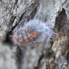 Monophlebulus sp. (genus) (Giant Snowball Mealybug) at Forde, ACT - 6 Nov 2020 by AlisonMilton