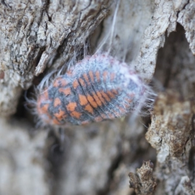 Monophlebulus sp. (genus) (Giant Snowball Mealybug) at Goorooyarroo NR (ACT) - 6 Nov 2020 by AlisonMilton