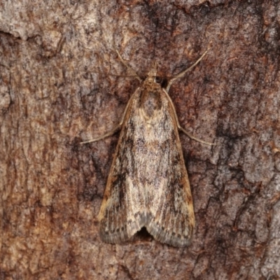 Achyra affinitalis (Cotton Web Spinner, Pyraustinae) at Forde, ACT - 6 Nov 2020 by kasiaaus