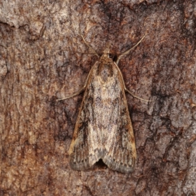 Achyra affinitalis (Cotton Web Spinner) at Goorooyarroo NR (ACT) - 6 Nov 2020 by kasiaaus