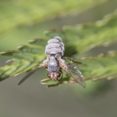 Entomophthora sp. (genus) (Puppeteer Fungus) at Goorooyarroo NR (ACT) - 6 Nov 2020 by AlisonMilton