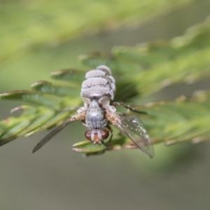 Entomophthora sp. (genus) at Forde, ACT - 7 Nov 2020