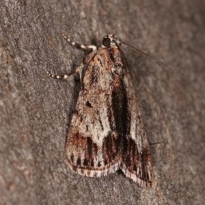 Spectrotrota fimbrialis at Forde, ACT - 6 Nov 2020 09:44 PM