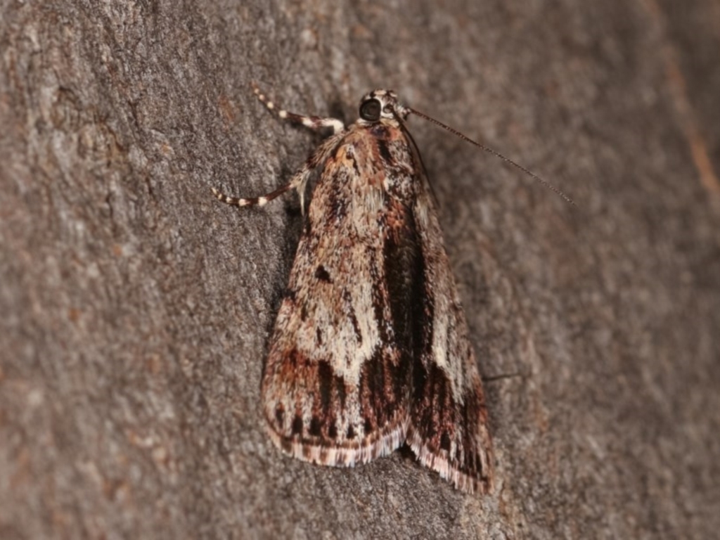 Spectrotrota fimbrialis at Forde, ACT - 6 Nov 2020