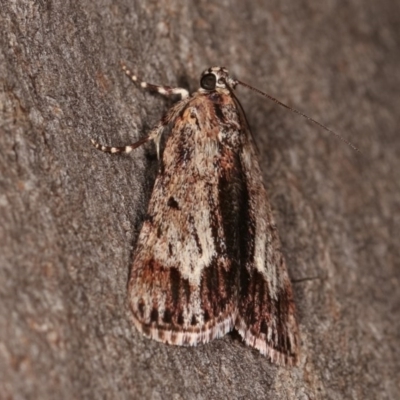 Spectrotrota fimbrialis (A Pyralid moth) at Goorooyarroo NR (ACT) - 6 Nov 2020 by kasiaaus