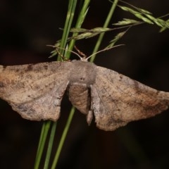 Circopetes obtusata (Grey Twisted Moth) at Goorooyarroo NR (ACT) - 6 Nov 2020 by kasiaaus