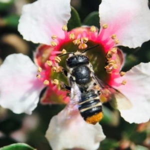 Megachile ferox at Broulee, NSW - 30 Oct 2020